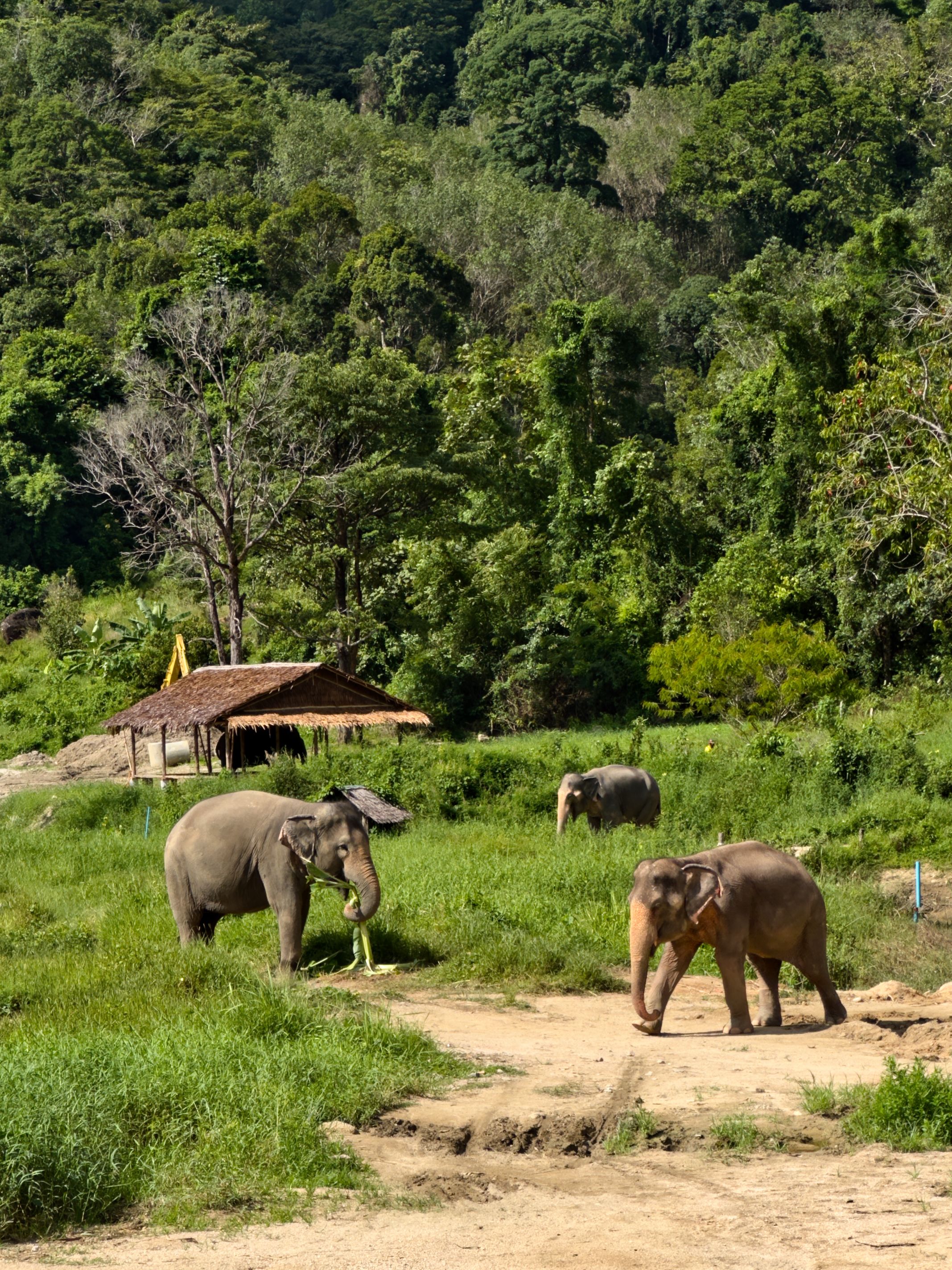 Asian elephants walking freely in a green sanctuary in Phuket